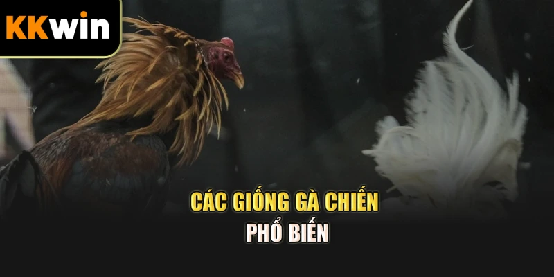 Các giống gà chiến phổ biến