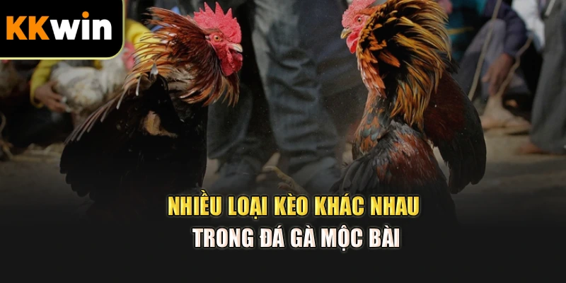 Nhiều loại kèo khác nhau trong đá gà Mộc Bài